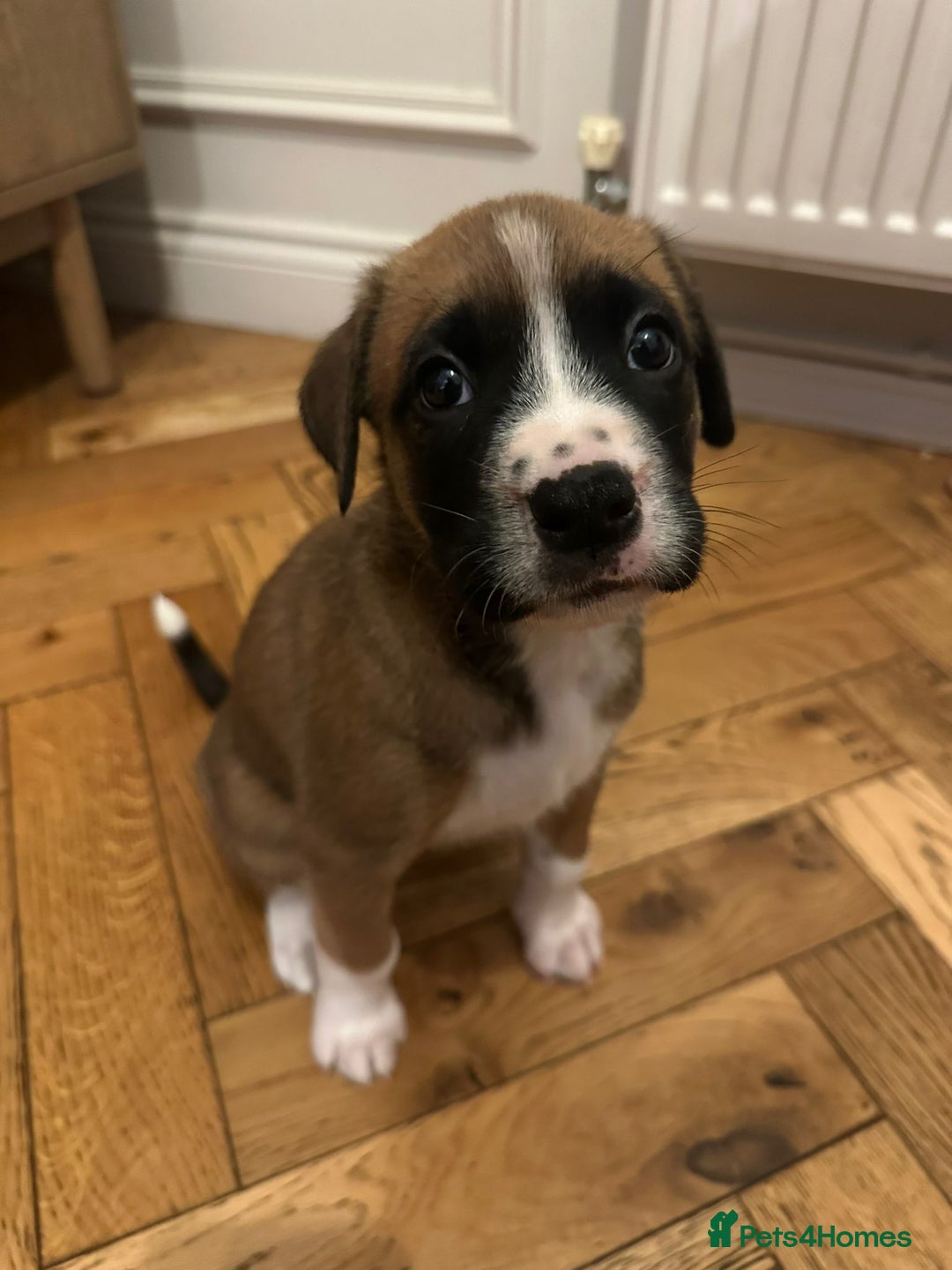 Mixed Breed dogs for sale: Boxador puppies - Advert 9