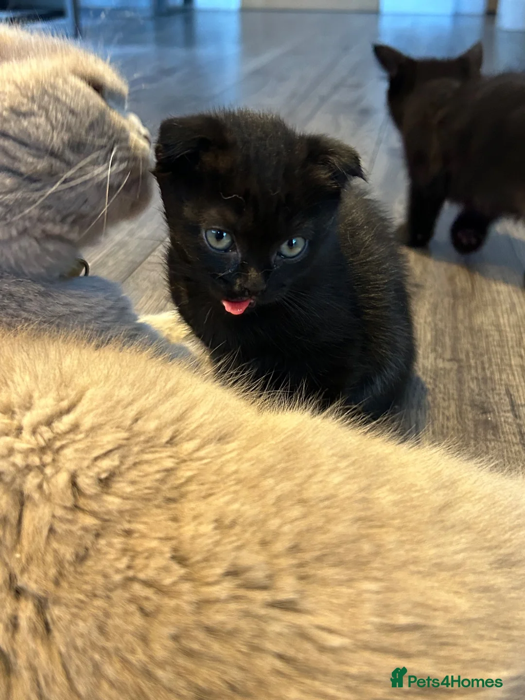 Scottish Fold cats for sale: Scottish fold boy - Advert 2