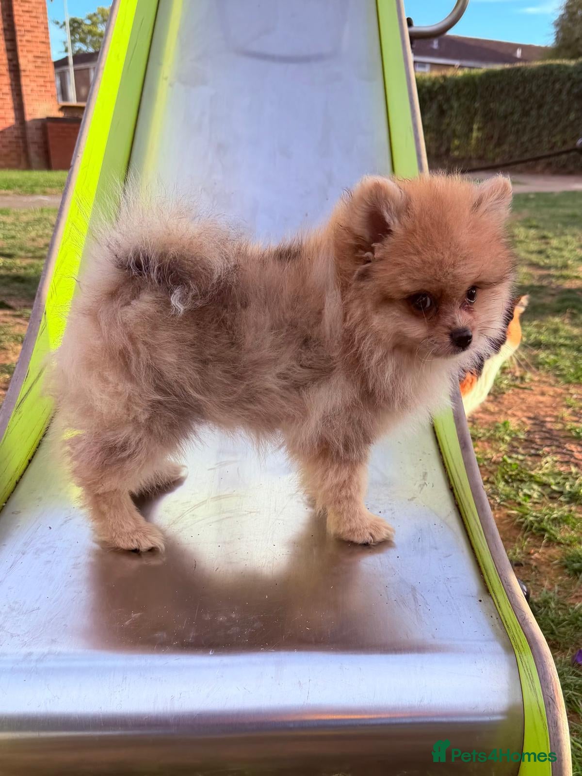 Pomeranian dogs 🩷 Chocolate merle girl 🩷  - Advert 2