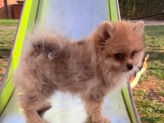 Pomeranian dogs for sale: 🩷 Chocolate merle girl 🩷 - Advert 2