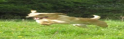 Labrador Retriever dogs for stud: Future stud dog. in Cirencester - Advert 2
