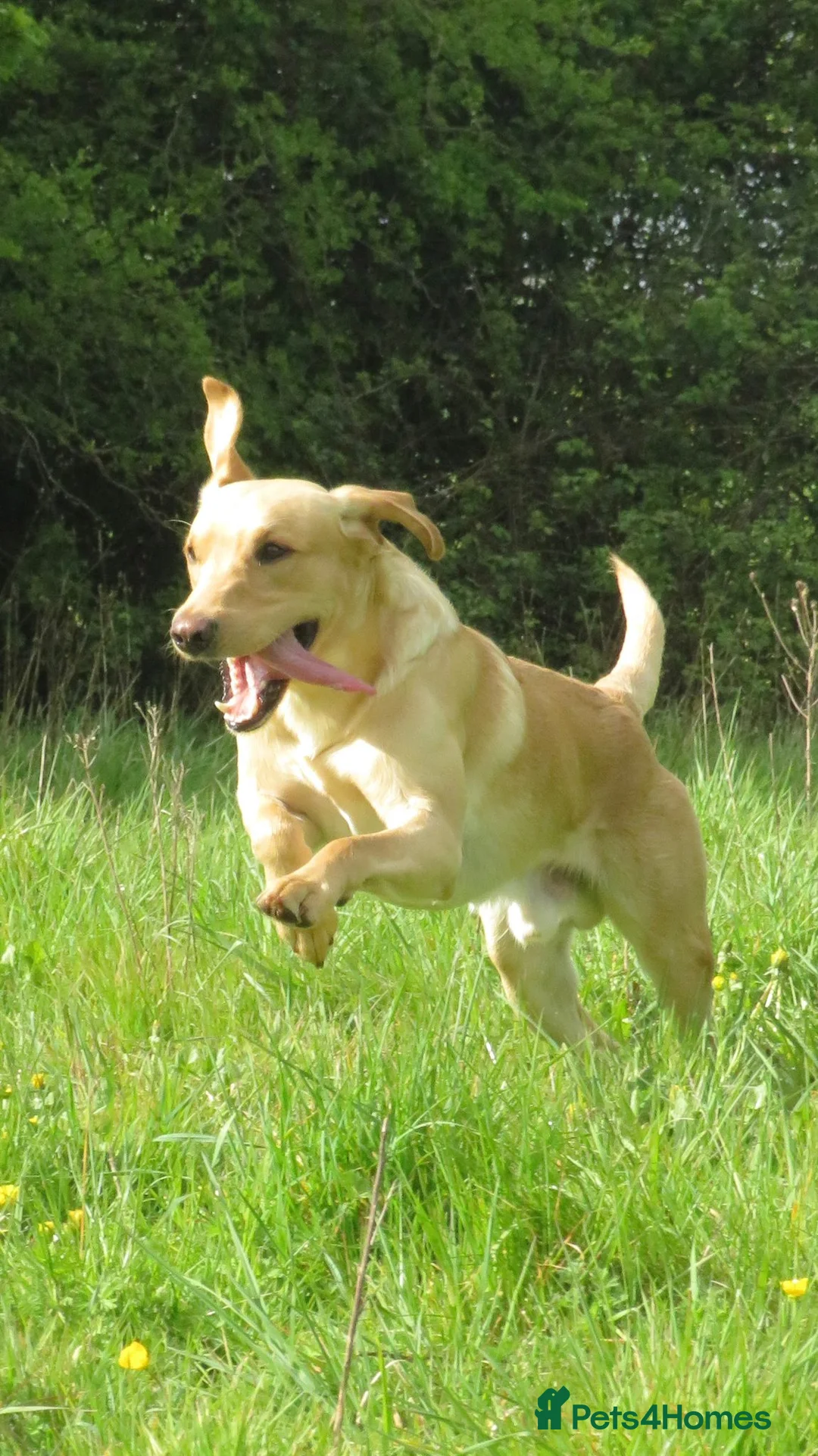 Labrador Retriever dogs for stud: Future stud dog. in Cirencester - Advert 2