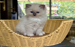Ragdoll cats for sale: 2 beautiful Active girls  - Image 2