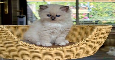 Ragdoll cats - Advert 6