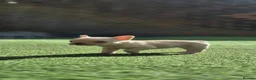 French Bulldog dogs for sale: Beautiful KC French Bulldog Puppy  - Advert 9