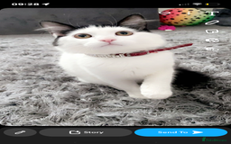 Mixed Breed cats for sale: Kittens for sale !!! - Image 18