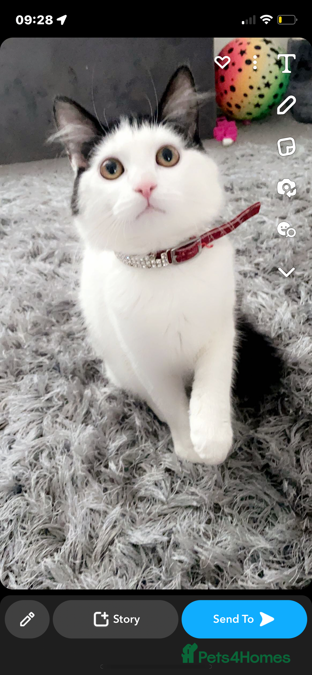 Mixed Breed cats for sale: Kittens for sale !!! - Image 18