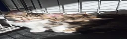 Mixed Breed cats for sale: 4 kittens for sale in Melton Mowbray - Advert 5
