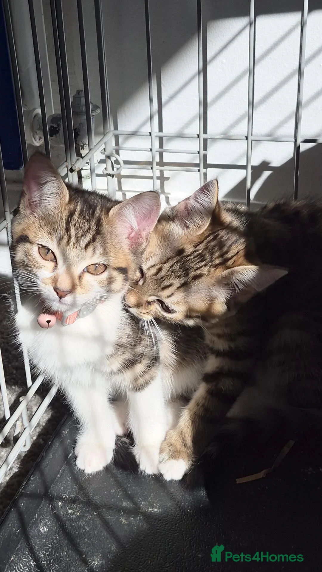 Mixed Breed cats for sale: 4 kittens for sale in Melton Mowbray - Advert 5