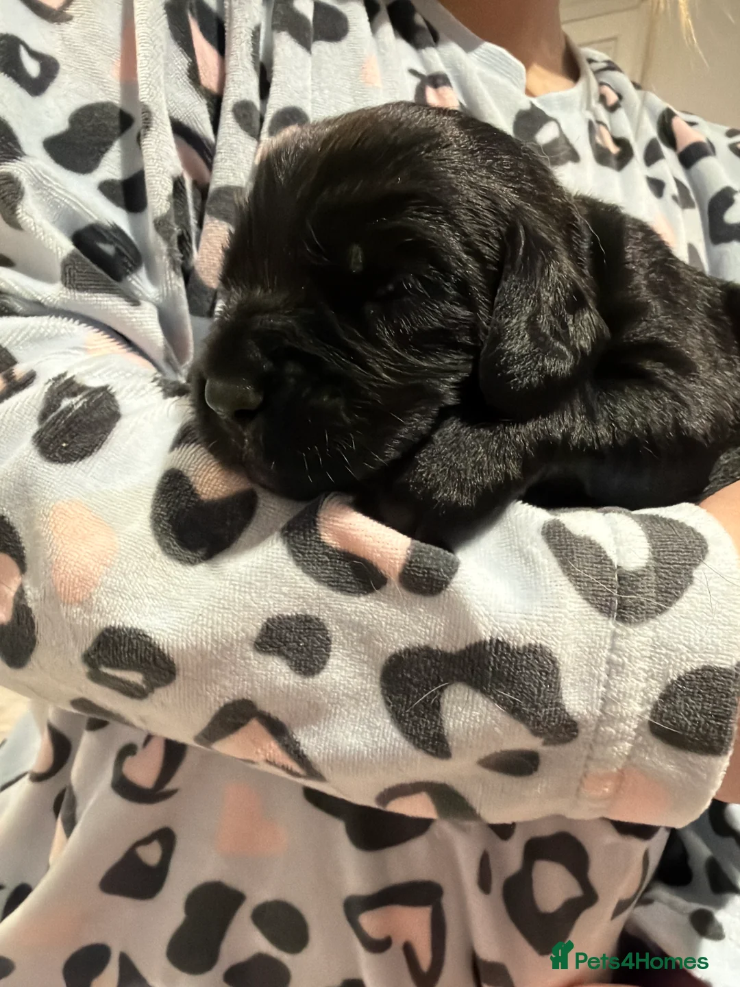Cocker Spaniel dogs for sale: 🐾Show type cocker spaniel health tested puppies🐾 in King's Lynn - Advert 6