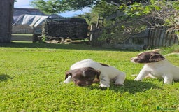 English Springer Spaniel dogs for sale: Stunning English Springer Spaniel puppies - Image 5