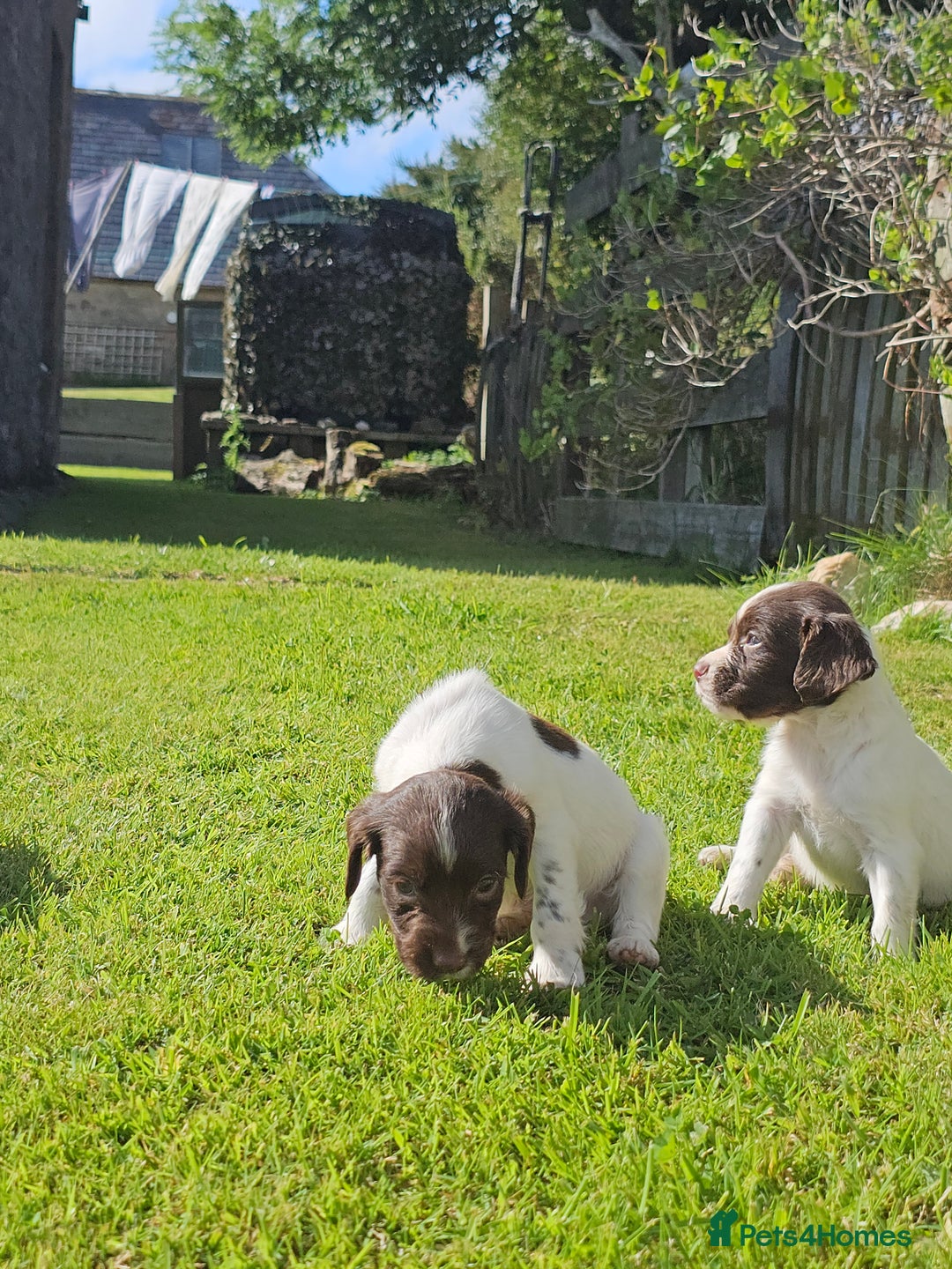 English Springer Spaniel dogs for sale: Stunning English Springer Spaniel puppies - Image 5
