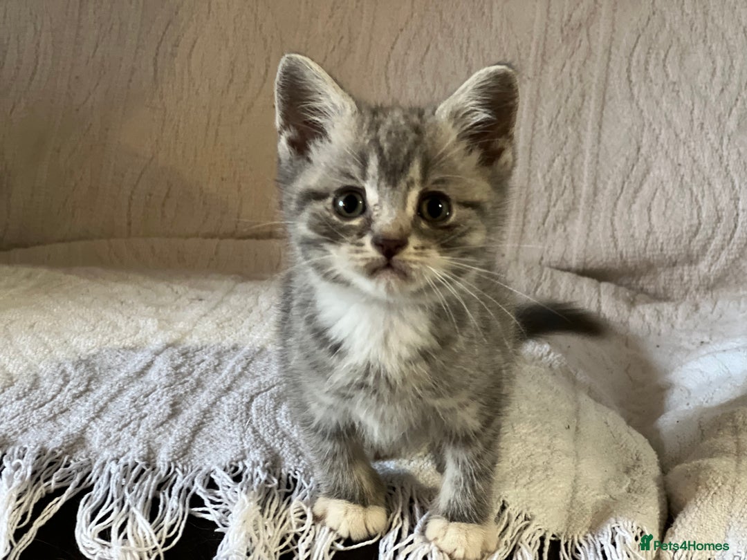 British Shorthair cats for sale: British shorthair kittens  - Image 17