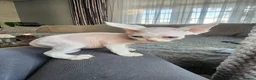 Devon Rex cats for sale: Two Devon Rex kittens for sale!!! - Advert 4