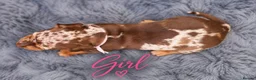Miniature Dachshund dogs for sale: ❤️KC registered 8 Miniature Dachshund Puppies ❤️ - Advert 20