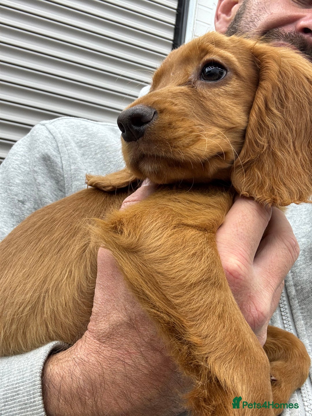 Cocker Spaniel dogs for sale: Working cocker spaniel - champion bloodlines  - Image 5