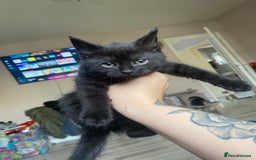 Mixed Breed cats for sale: Two black rescue kittens - Image 1