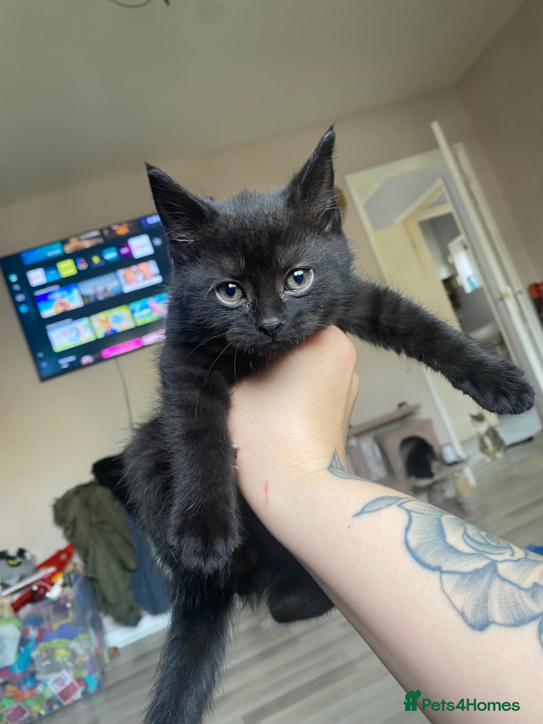 Mixed Breed cats for sale: Two black rescue kittens - Image 1