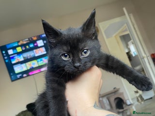 Mixed Breed cats - Advert 20