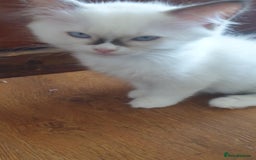 Ragdoll cats for sale: Beautiful GCCF lilac and Cream Point kittens - Image 26