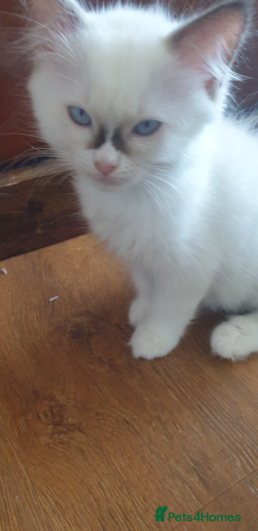 Ragdoll cats for sale: Beautiful GCCF lilac and Cream Point kittens - Image 26