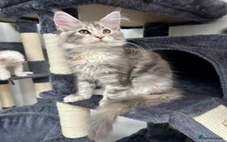 Maine Coon cats for sale: Pedigree TICA Registered Maine Coon Kittens - Image 5