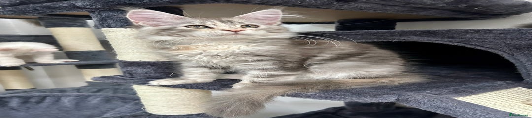 Blue tabby torbie girl 
