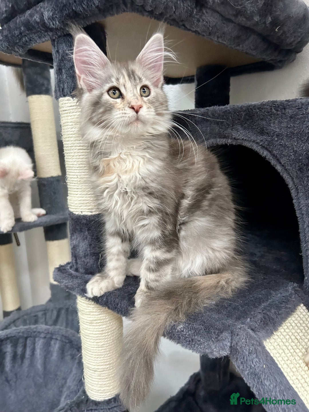Maine Coon cats for sale: Pedigree TICA Registered Maine Coon Kittens - Image 5