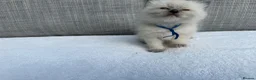 Ragdoll cats for sale: Blue lynx and blue bi colour beauties  - Advert 13