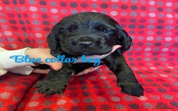 Cocker Spaniel dogs for sale: KC registered working cocker spaniels ready 23/11 - Image 5