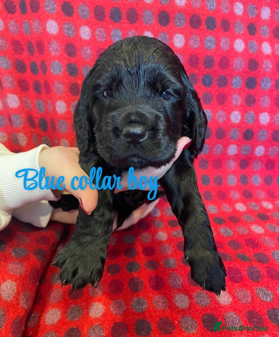 Cocker Spaniel dogs for sale: KC registered working cocker spaniels ready 23/11 - Image 5