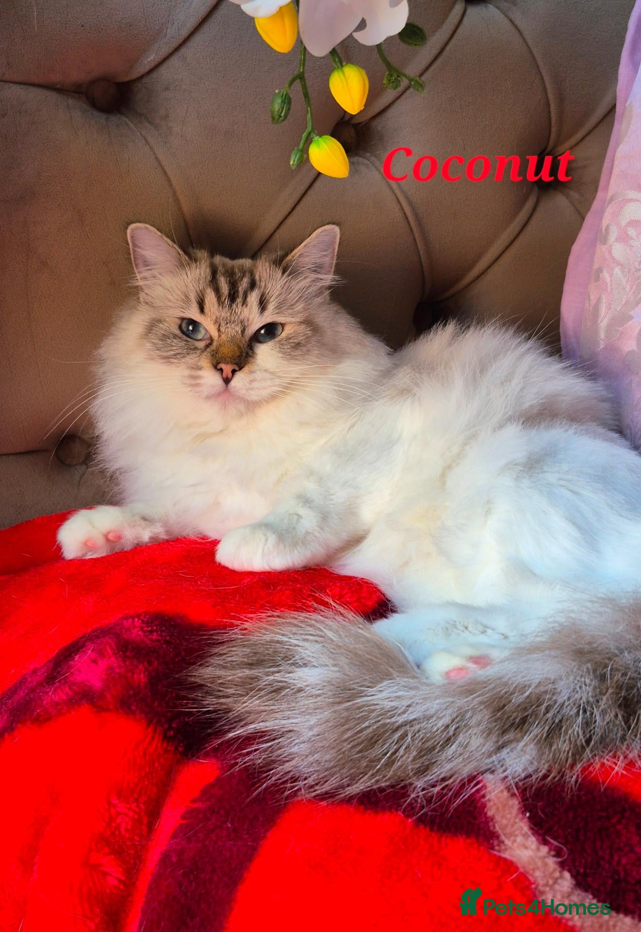 Ragdoll cats for sale: Tica registered exceptional  Ragdolls  - Advert 2