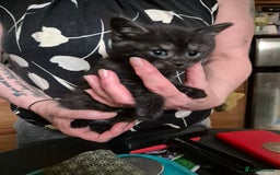 Mixed Breed cats for sale: Litter of kittens - Image 12