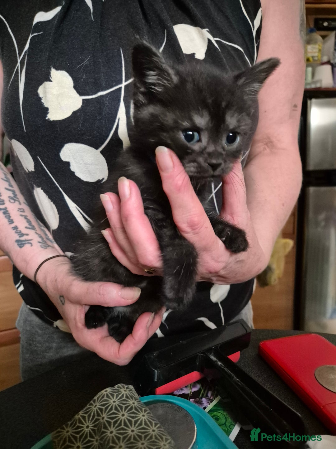 Mixed Breed cats for sale: Litter of kittens - Image 12
