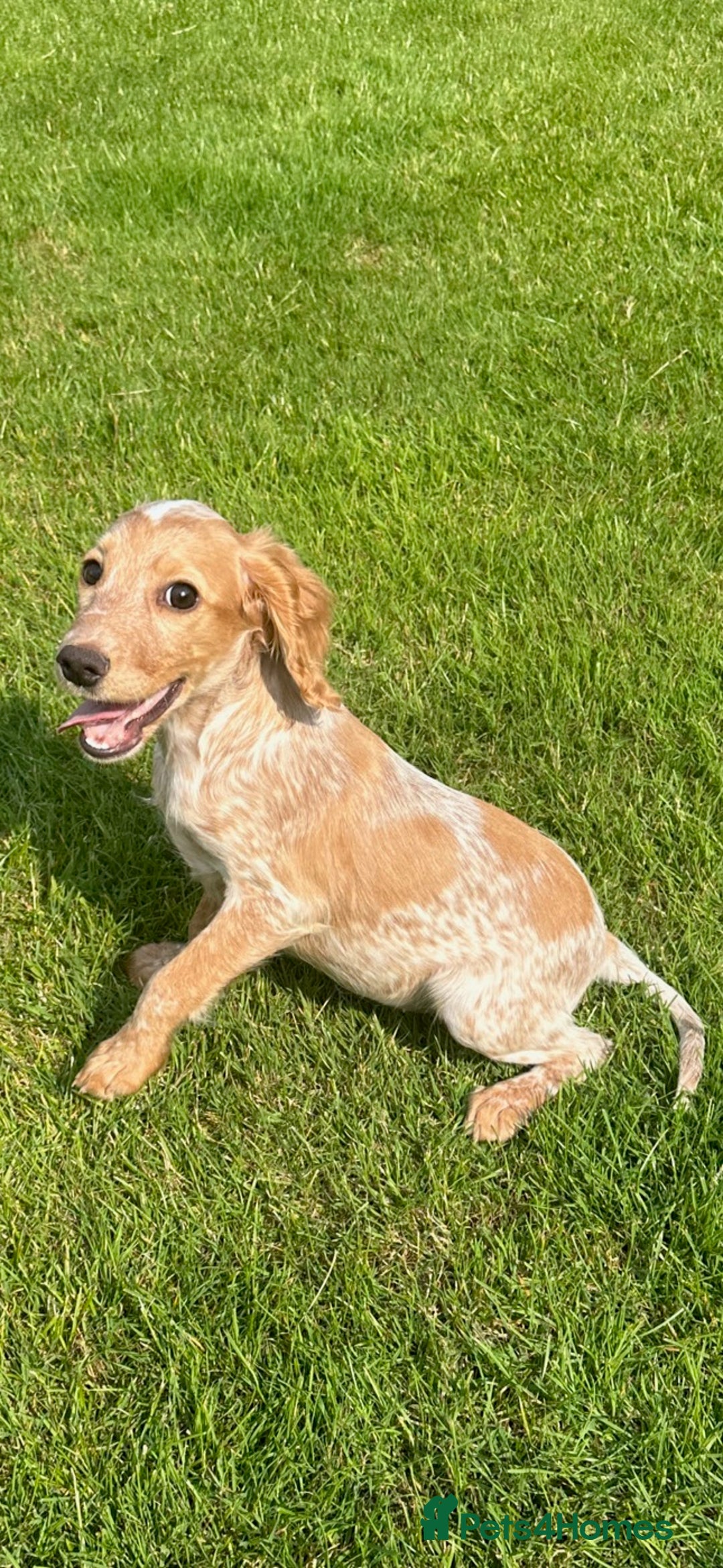 Cocker Spaniel dogs for sale: Hanscombe working cocker spaniel puppies - Advert 5