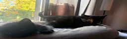 British Longhair cats for sale: 3 Lovely Kittens Looking for Their Forever Homes  - Advert 6