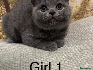British Shorthair cats British shorthair kittens - Advert 16
