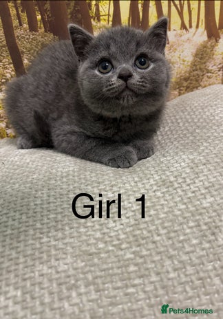 British Shorthair cats British short hair - Advert 2