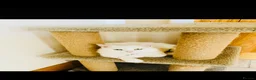 Mixed Breed cats for sale: Turkish Angora mix kittens - Advert 2