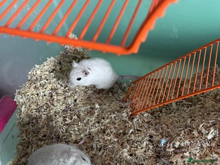 Gerbil rodents - Advert 1