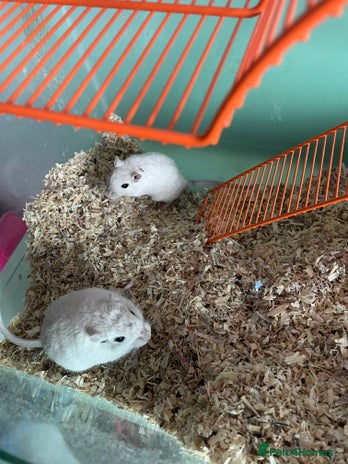 Gerbil rodents - Advert 1