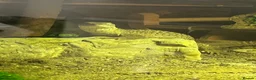 Monitor reptiles for sale: Ackie monitor  in Dudley - Advert 3
