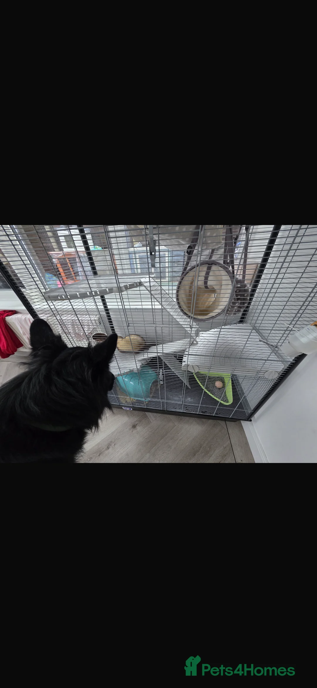 Ferret rodents for sale: ferret for sale under a year old. price negotiable - Advert 8