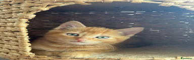 Kitten 2