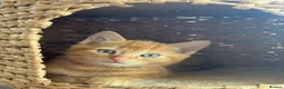 Domestic Shorthair cats for sale: 4 Sweet Boys for Sale  in Marlow - Advert 3