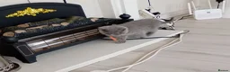 British Shorthair cats for sale: Gorgeous British Shorthair Blue Kittens in Shepperton - Advert 12