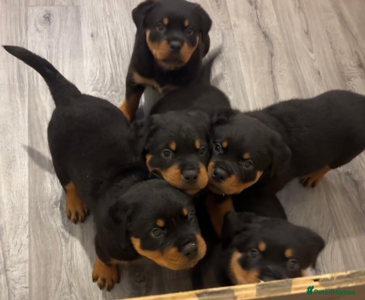 Rottweiler dogs Champion German Rottweiler Puppies - Advert 2