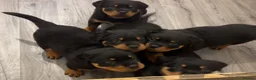 Rottweiler dogs for sale: Champion German Rottweiler Puppies - Advert 2