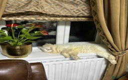 Russian Blue cats for sale: Russian blue and Turkish angora cross - Image 12
