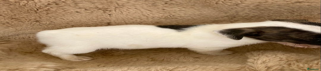 Jack Russell Puppy 6